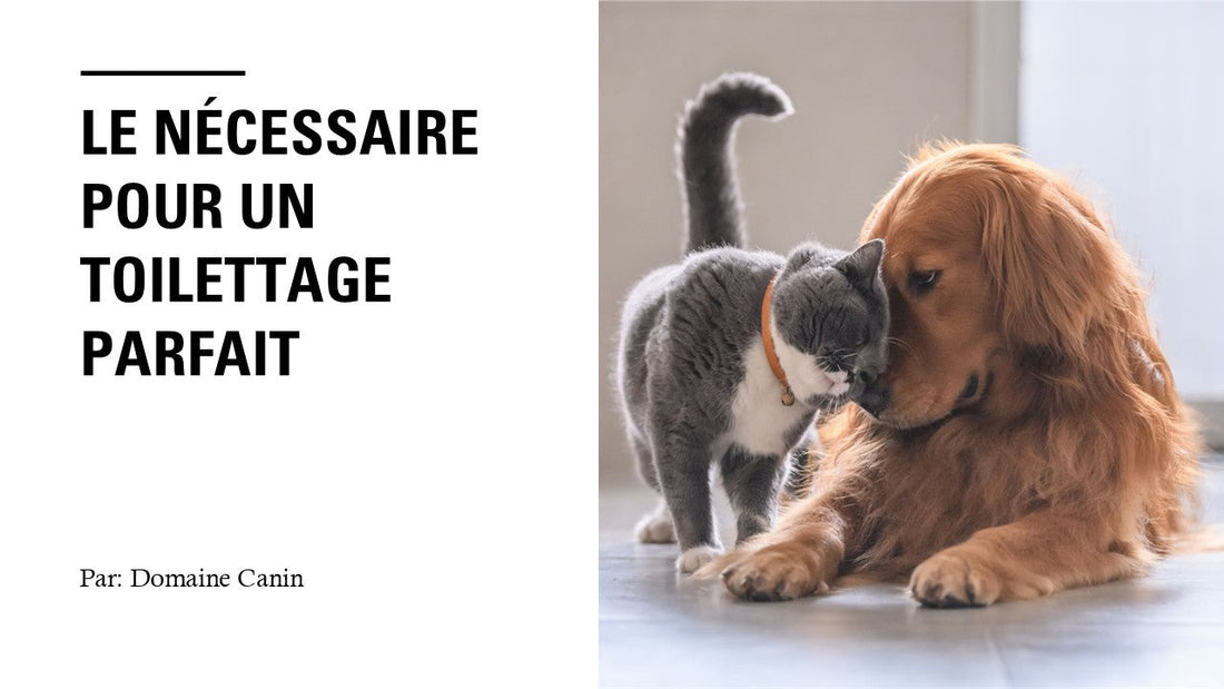 Le nécessaire pour un toilettage parfait