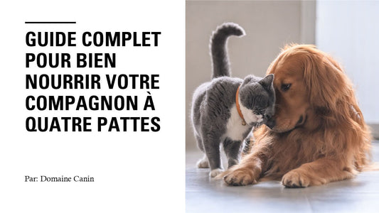Guide complet pour bien nourrir votre compagnon à quatre pattes