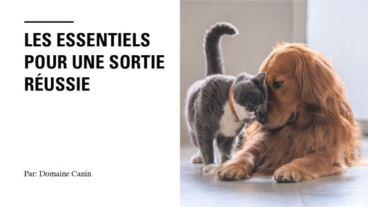 Les essentiels pour une sortie réussie